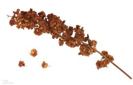   Infructescence:   Rumex patientia ;nbsp;Photo by R. Culos, eol.org
